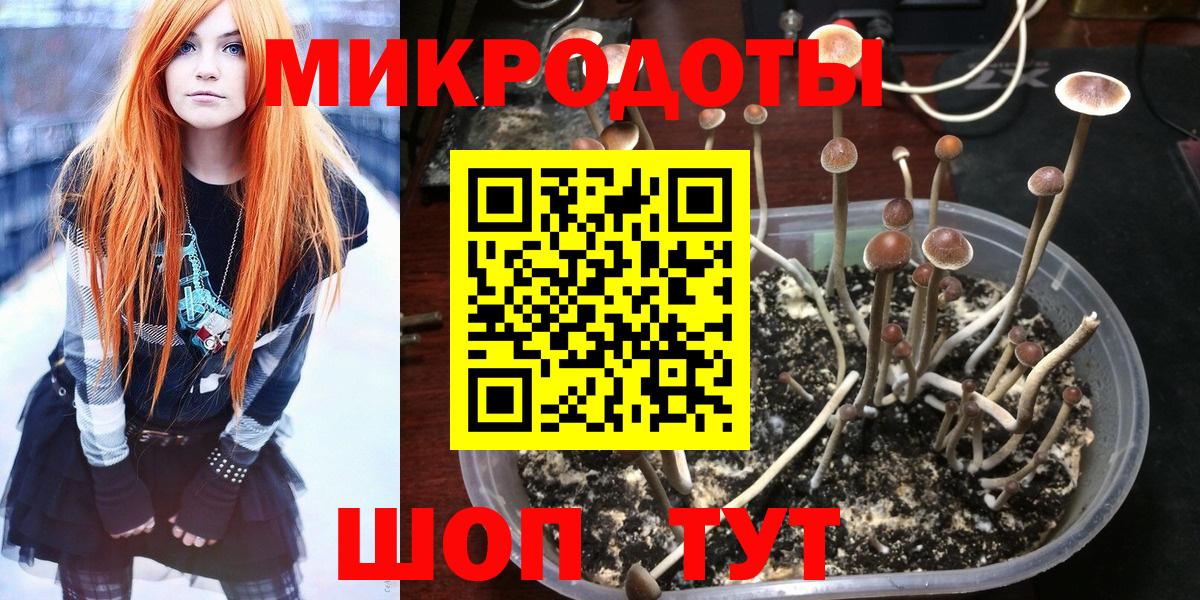 Галлюциногенные грибы Psilocybine cubensis Волоколамск